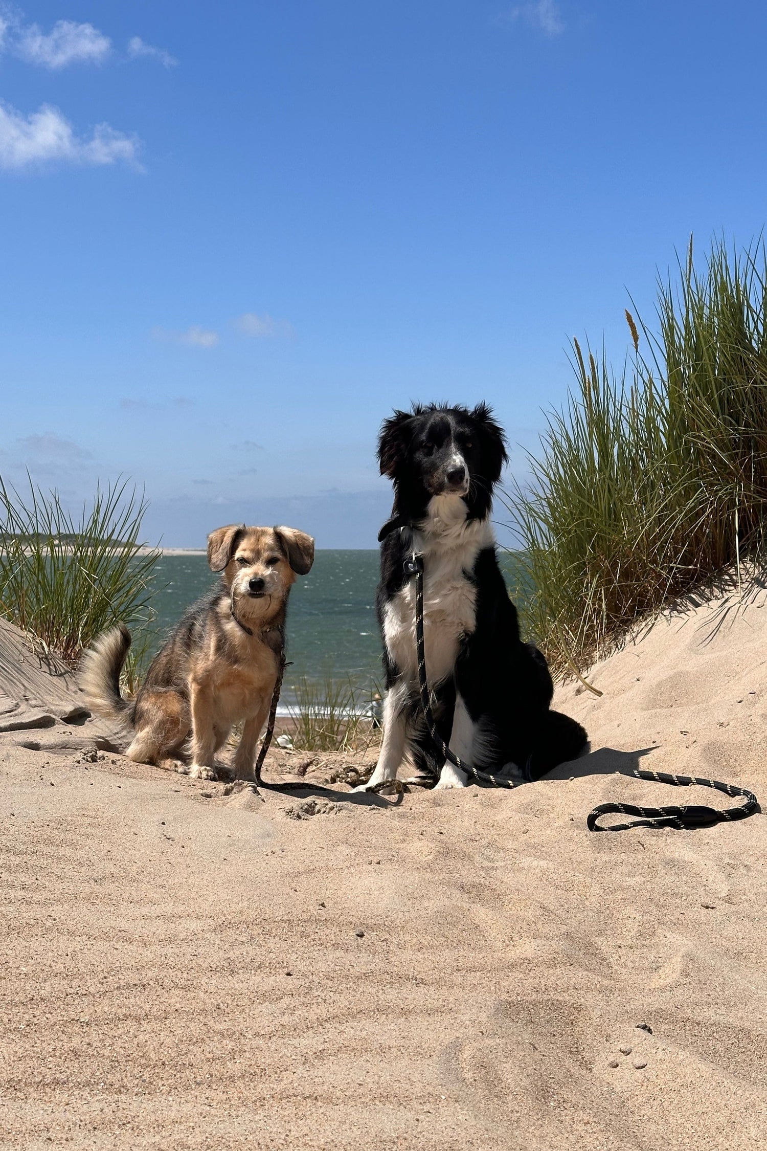 Huisdieren